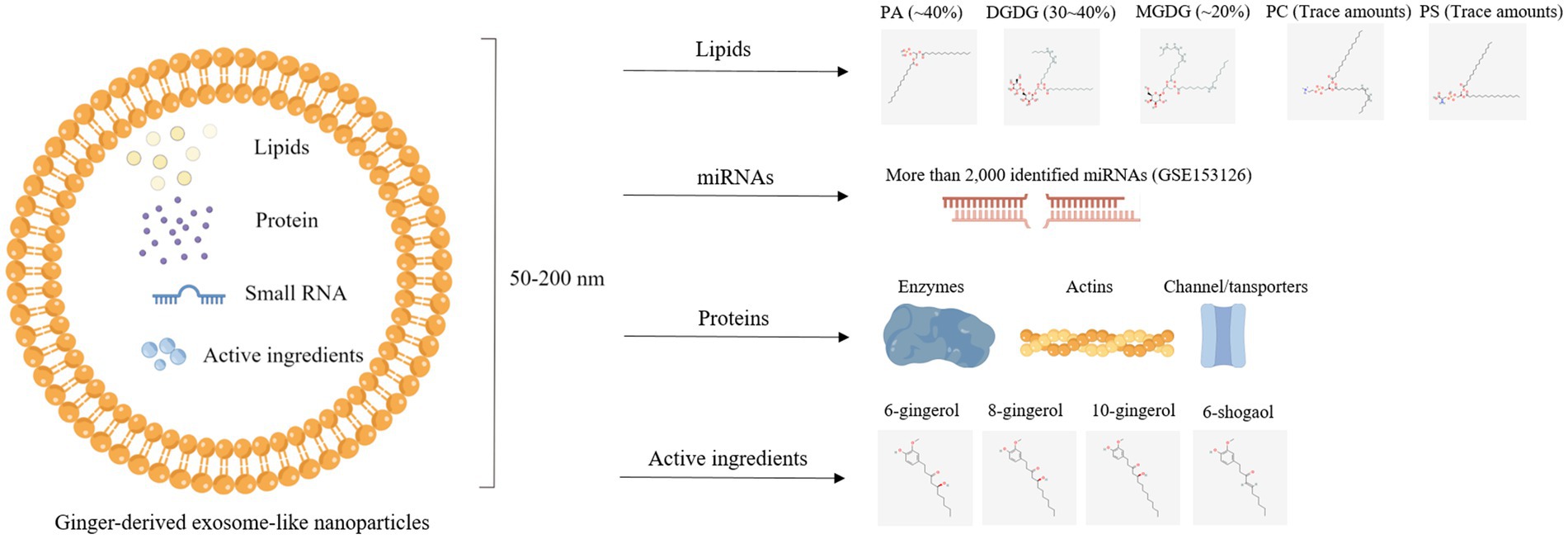 Biochemical characteristics of ginger-derived exosomes.